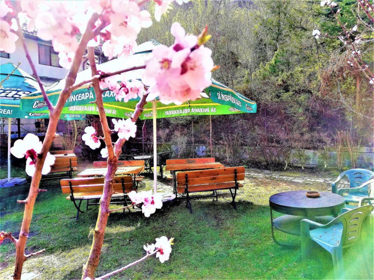Leyla Guesthouse Castel ブラショフ エクステリア 写真
